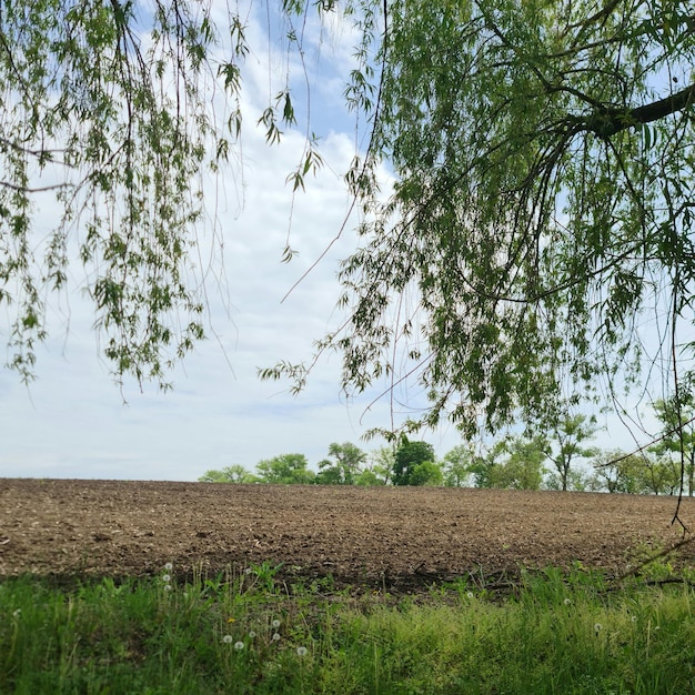 Un campo con un árbol colgando sobre él y un campo con un cielo al fondo.