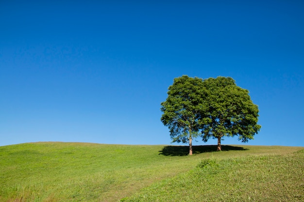 Campo del árbol y de hierba verde con el fondo del cielo azul.