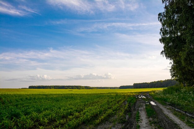 Un campo con un árbol en primer plano y un cielo azul con nubes.