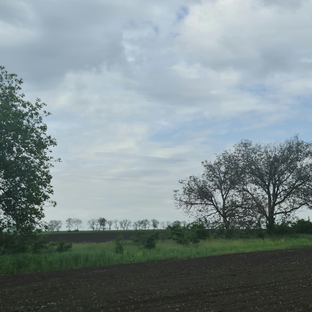 Un campo con un árbol en primer plano y un cielo nublado al fondo.