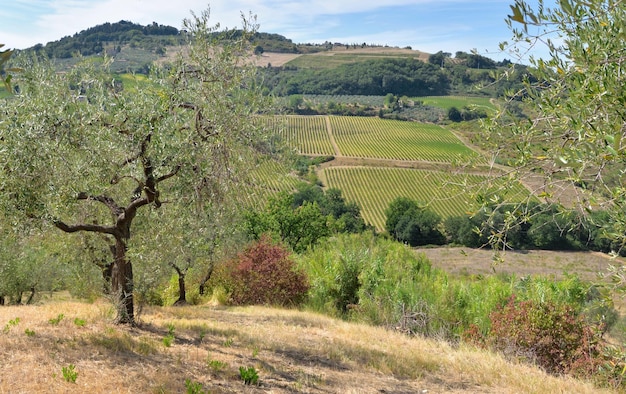 Campo de arboleda tres y viñedos en la colina en toscana Italia