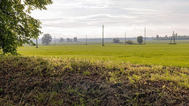 Un campo con árboles al fondo.