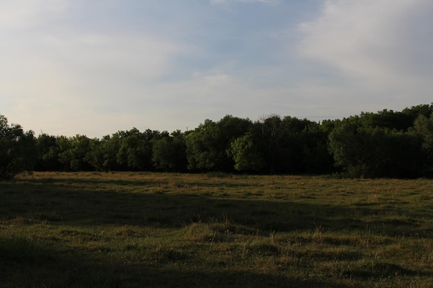 Un campo con árboles al fondo.