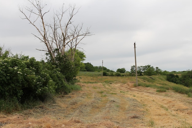 Un campo con árboles y un árbol al fondo.