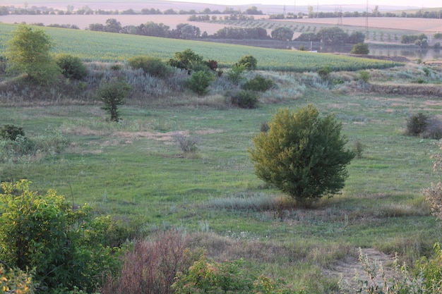 Un campo con árboles y arbustos.