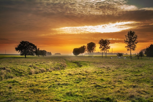 Un campo con árboles y un atardecer de fondo.