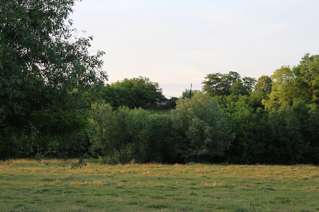 Un campo con árboles y una casa al fondo.