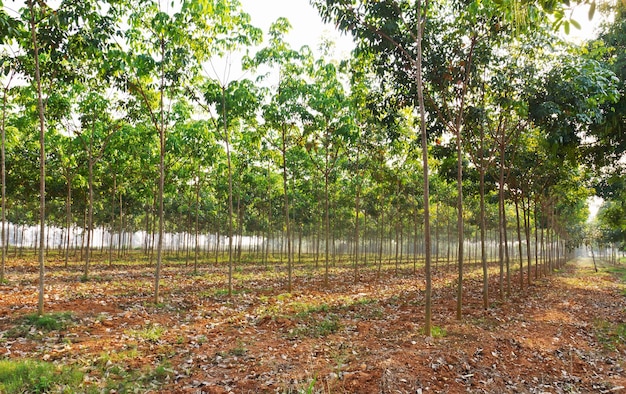 Foto campo de árboles de caucho