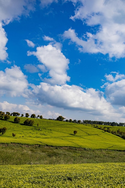 Foto un campo con árboles y un cielo azul con nubes en el fondo
