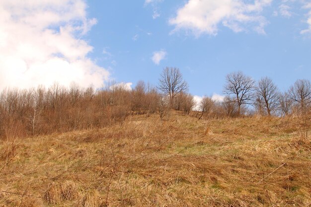 Foto un campo con árboles y un cielo azul con nubes