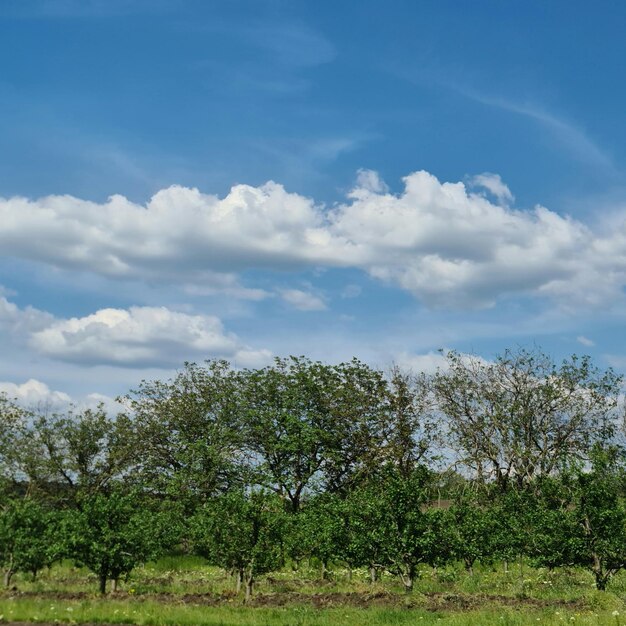 Un campo con árboles y un cielo azul con nubes.