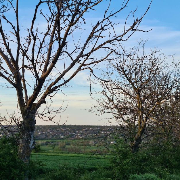 Un campo con árboles y un cielo azul con nubes.