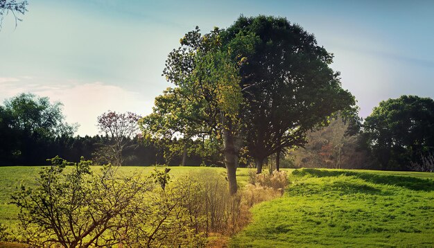 Un campo con árboles y un cielo azul.