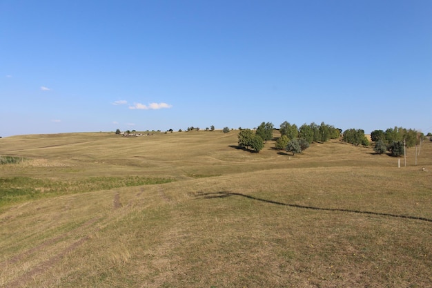 Un campo con árboles y un cielo azul.