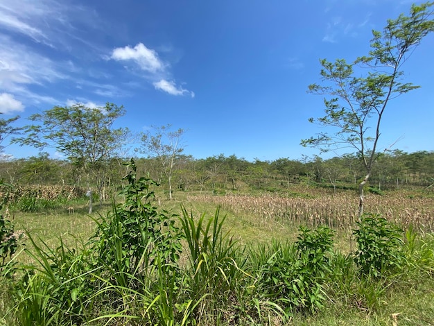 Un campo con árboles y un cielo azul.