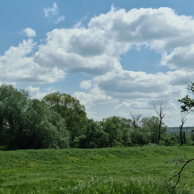 Un campo con árboles y un cielo con nubes.