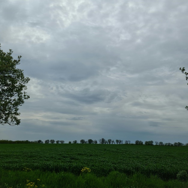 Un campo con árboles y un cielo nublado.