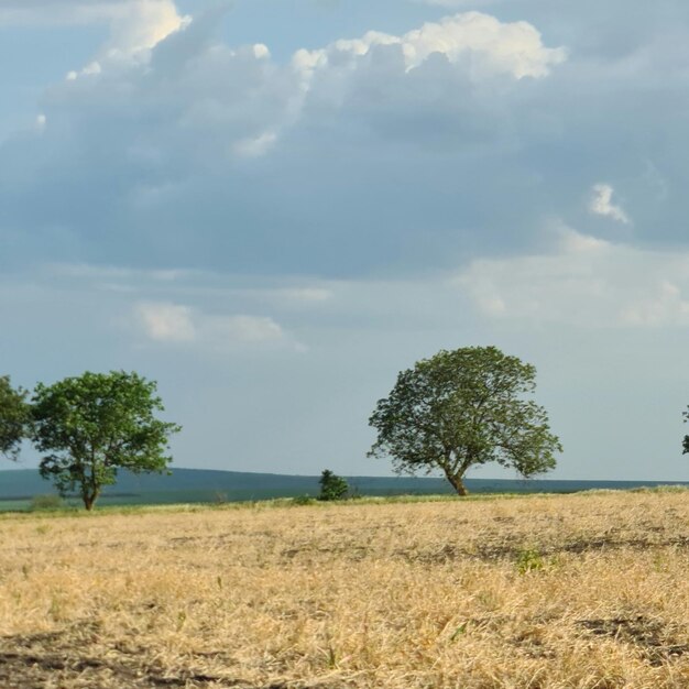 Un campo con árboles y un cielo nublado.