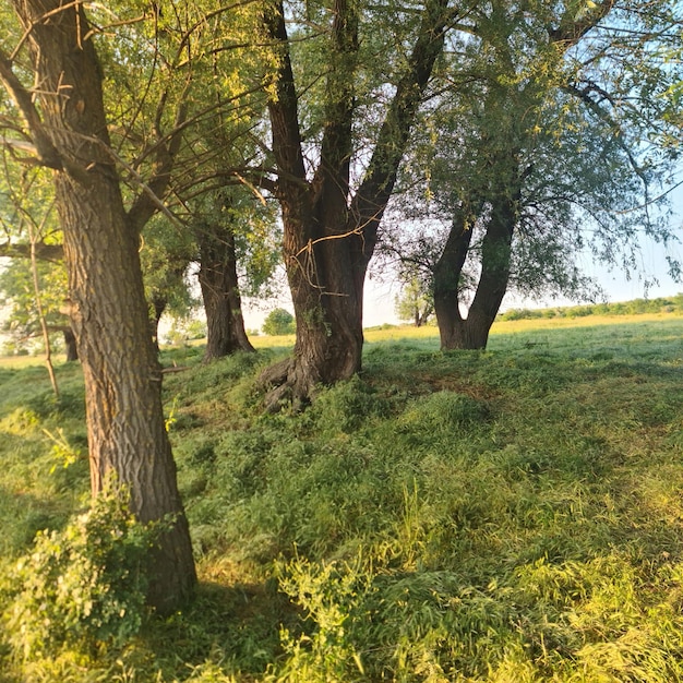 Un campo con árboles y hierba y un cielo azul.