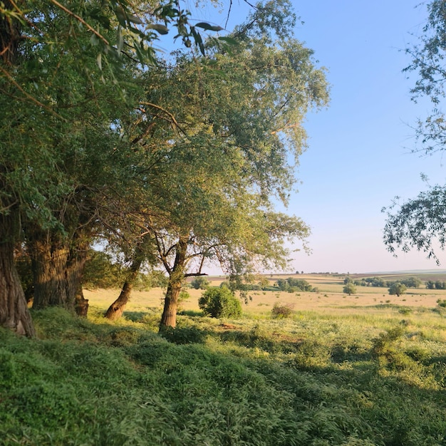 Un campo con árboles y hierba y un cielo azul.