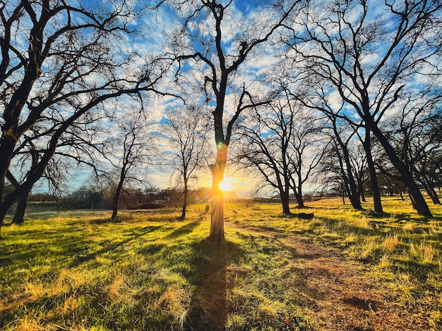 campo de árboles y pasto verde durante la puesta de sol