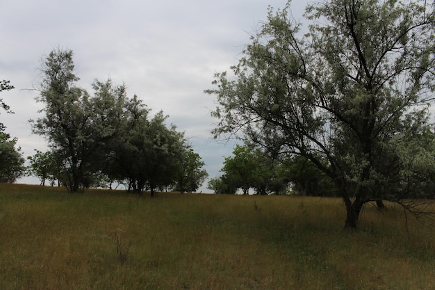 Un campo con árboles y pasto.