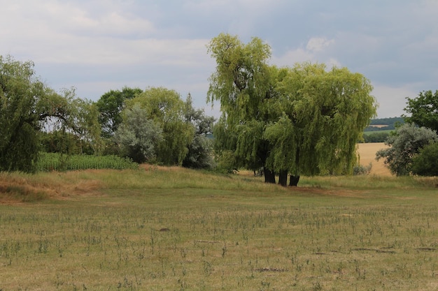 Un campo con árboles y pasto.