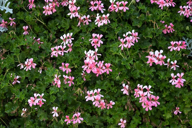 Campo de arbustos con geranio rosa