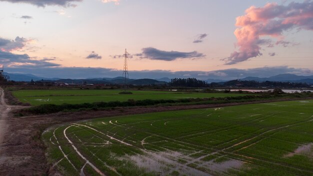 Campo de arroz aéreo en el paisaje al atardecer