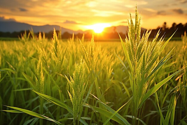 Un campo de arroz al amanecer con tonos dorados