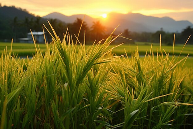 Un campo de arroz al amanecer con tonos dorados