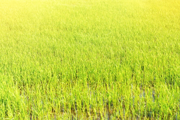 Foto campo de arroz al amanecer