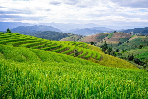 Foto campo de arroz en la aldea de bongpian en el distrito de mae chaem, chiang mai, tailandia