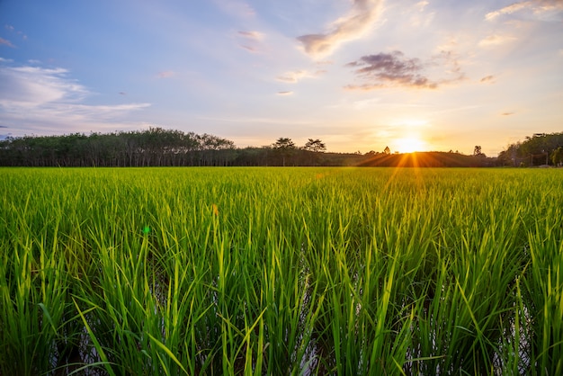 Campo de arroz con amanecer o atardecer y destello de rayo de sol