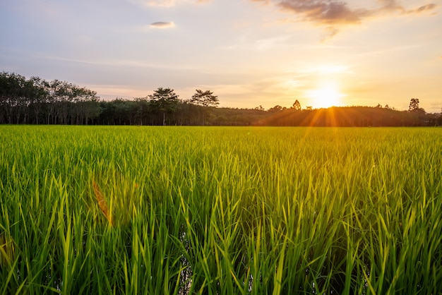 Campo de arroz con amanecer o atardecer y destello de rayo de sol