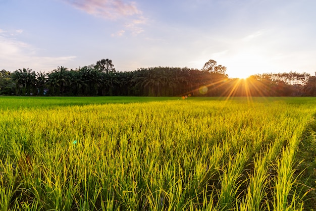 Campo de arroz con amanecer o atardecer y destello de rayo de sol