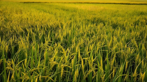 Campo de arroz amarillo