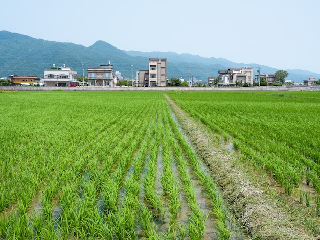 Campo de arroz amplio y verde Taiwán