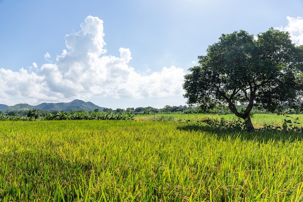 Campo de arroz y árbol