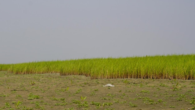 Campo de arroz de arroz cultivado campo de arroz verde