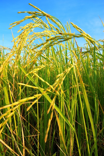 Campo de arroz con arroz con fondo de nubes