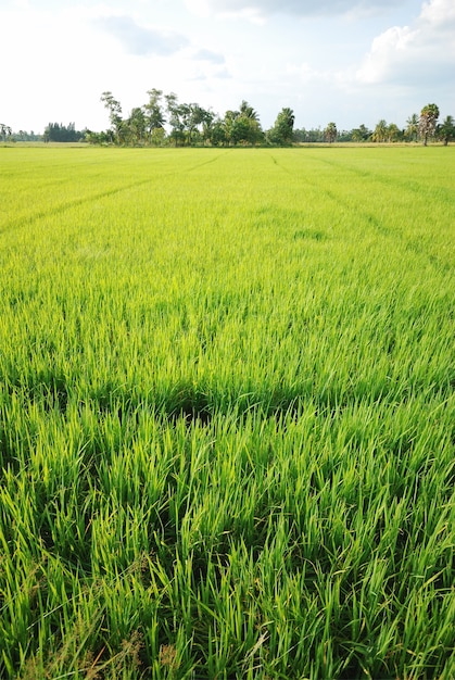 Campo de arroz con arroz con fondo de nubes