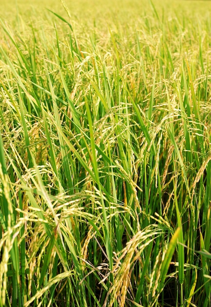 Campo de arroz con arroz con fondo de nubes