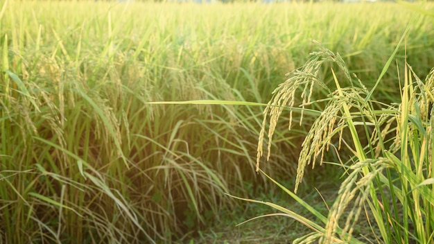 Foto campo de arroz (arroz jazmín tailandés), al norte de tailandia.