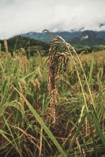 Campo de arroz de arroz de paisaje