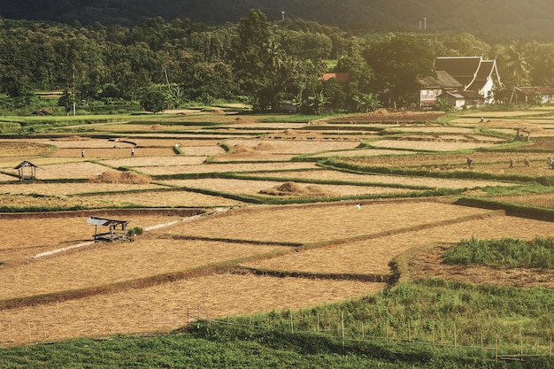 Campo de arroz de arroz de paisaje