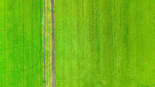 Campo de arroz de arroz verde hierba