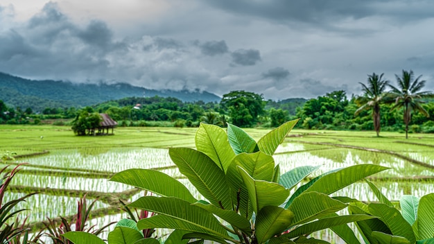 Campo de arroz de arroz