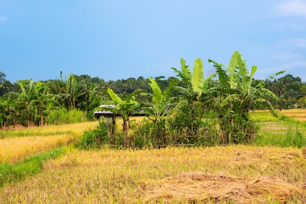 Campo de arroz en Asia con plantas maduras para cosechar