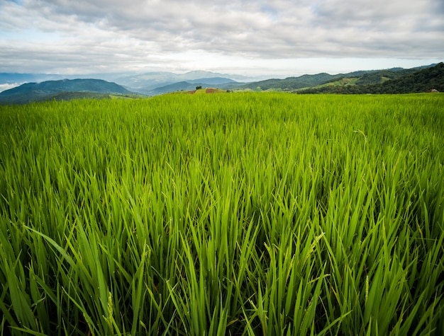 Campo del arroz en el bosque de Pongpeng, Chiang Mai, Tailandia.